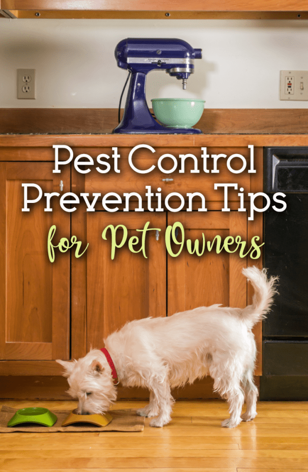 Pest Control Prevention Tips for Pet Owners The Dogington Post