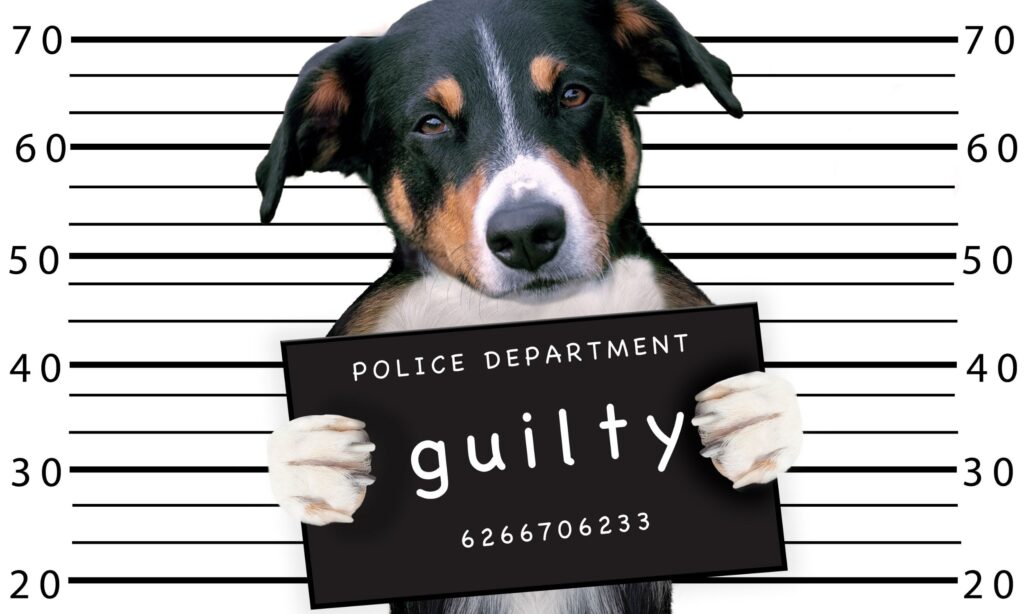 How To Correct Unwanted Dog Behavior The Dogington Post