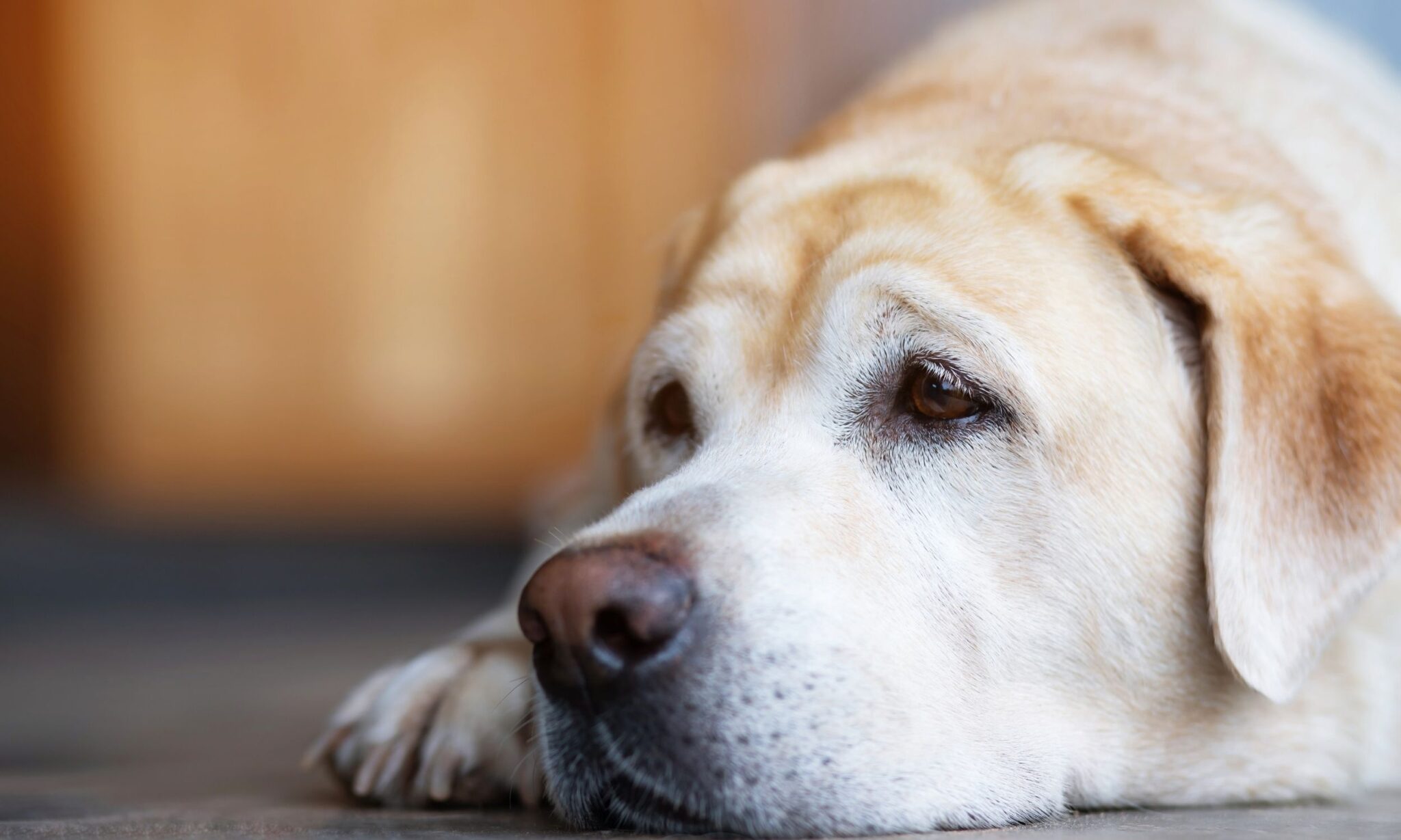 Do Dogs Mourn Death