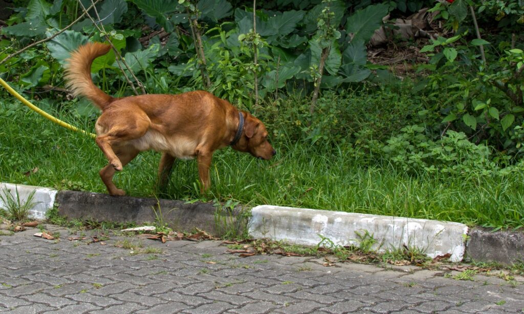 Does Neutering A Dog Help With Peeing In The House