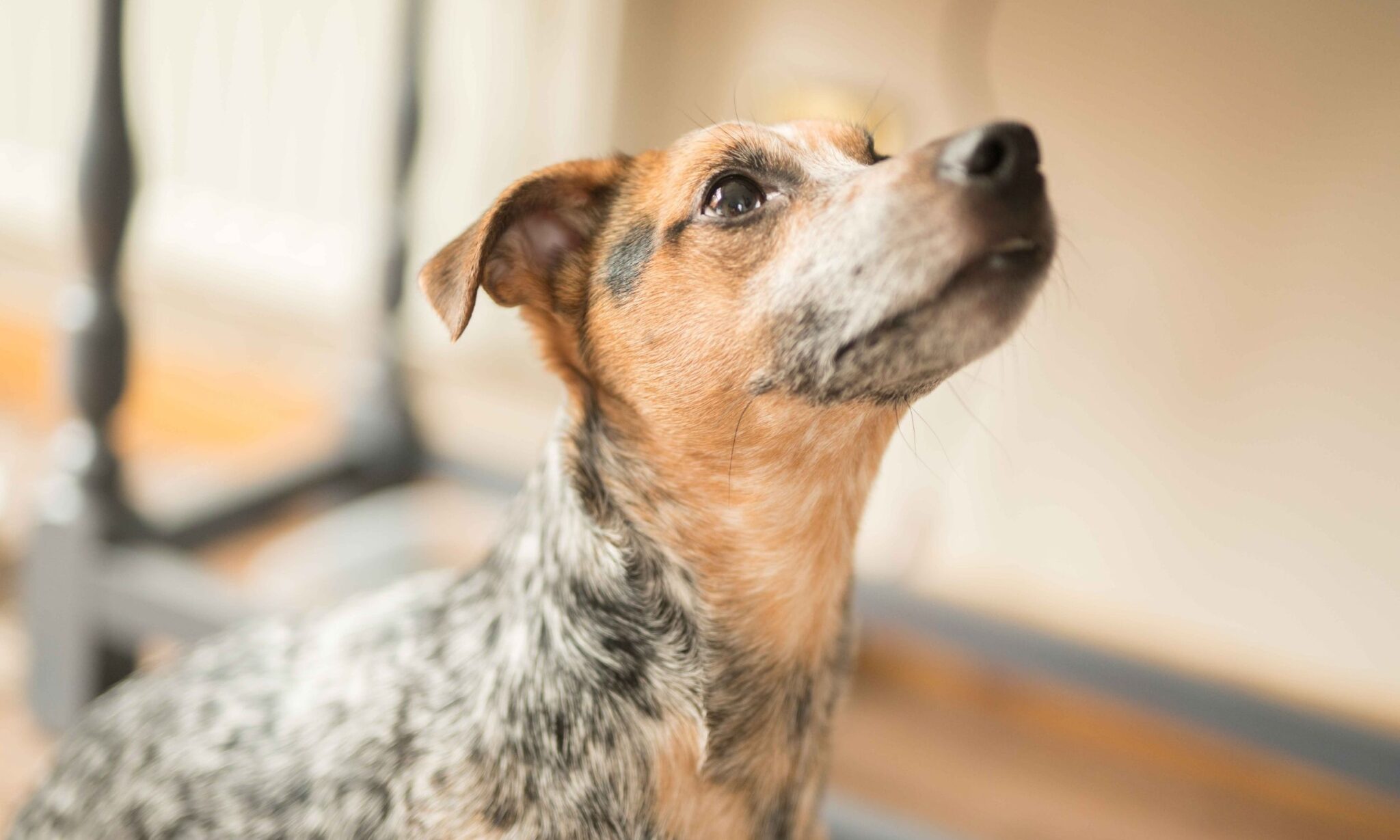 Basic Dog Obedience Training How To Start The Dogington Post