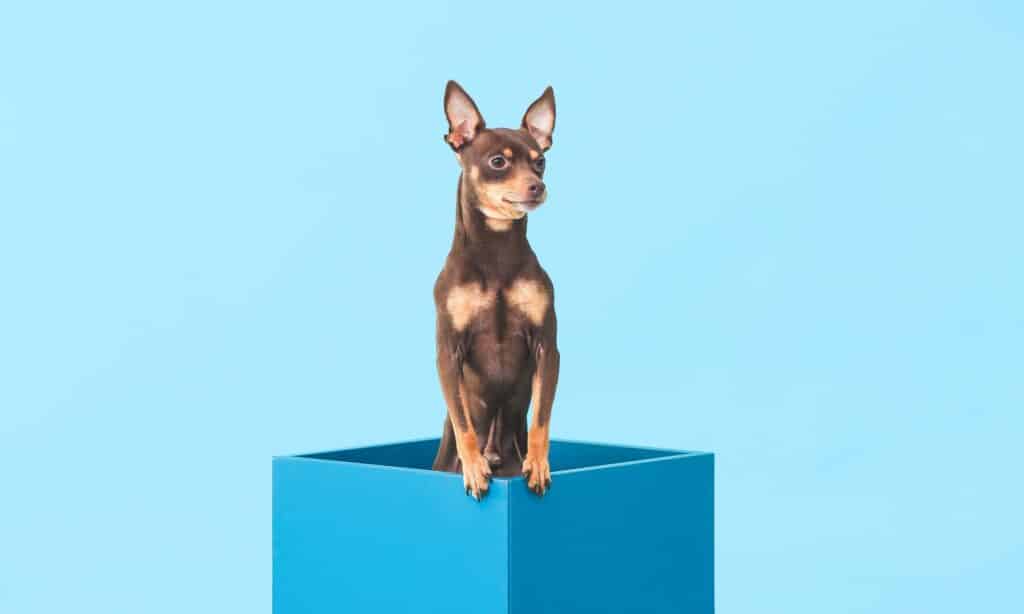 5 Steps To Teach Your Dog To Pick Up Their Toys The Dogington Post