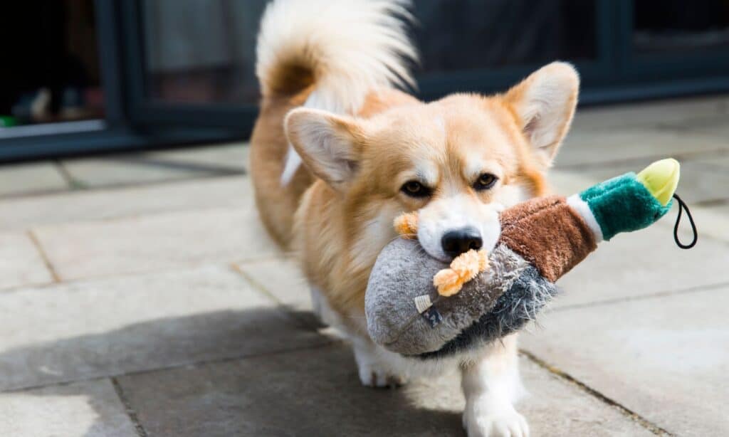 5 Steps To Teach Your Dog To Pick Up Their Toys The Dogington Post