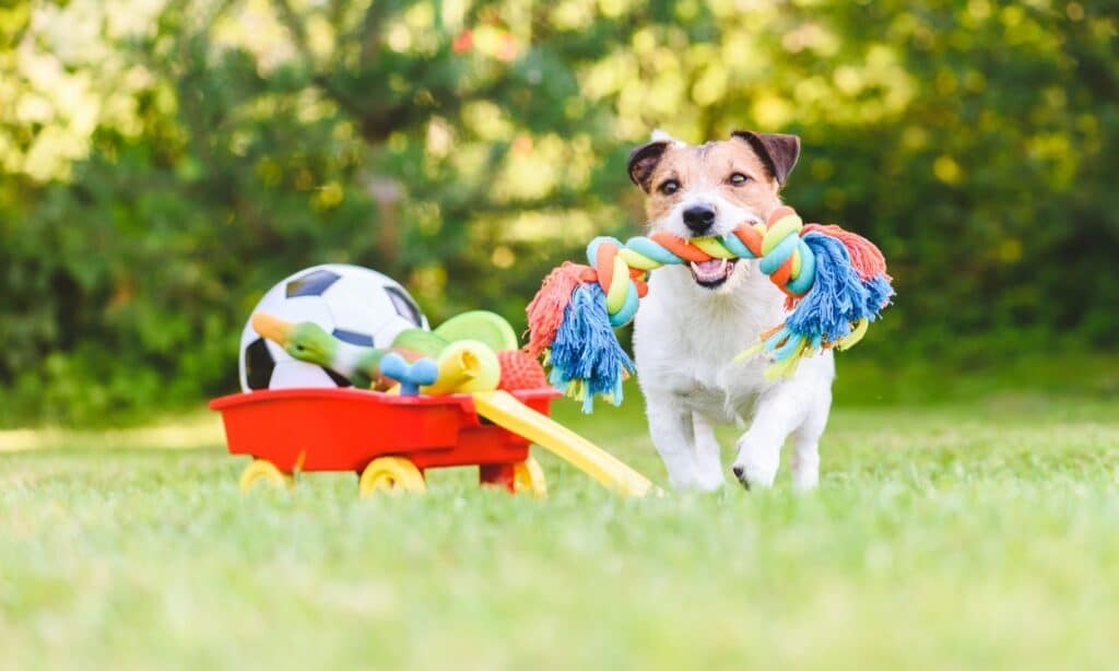 5 Steps To Teach Your Dog To Pick Up Their Toys The Dogington Post