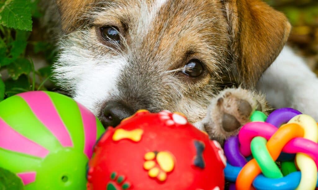 5 Steps To Teach Your Dog To Pick Up Their Toys The Dogington Post