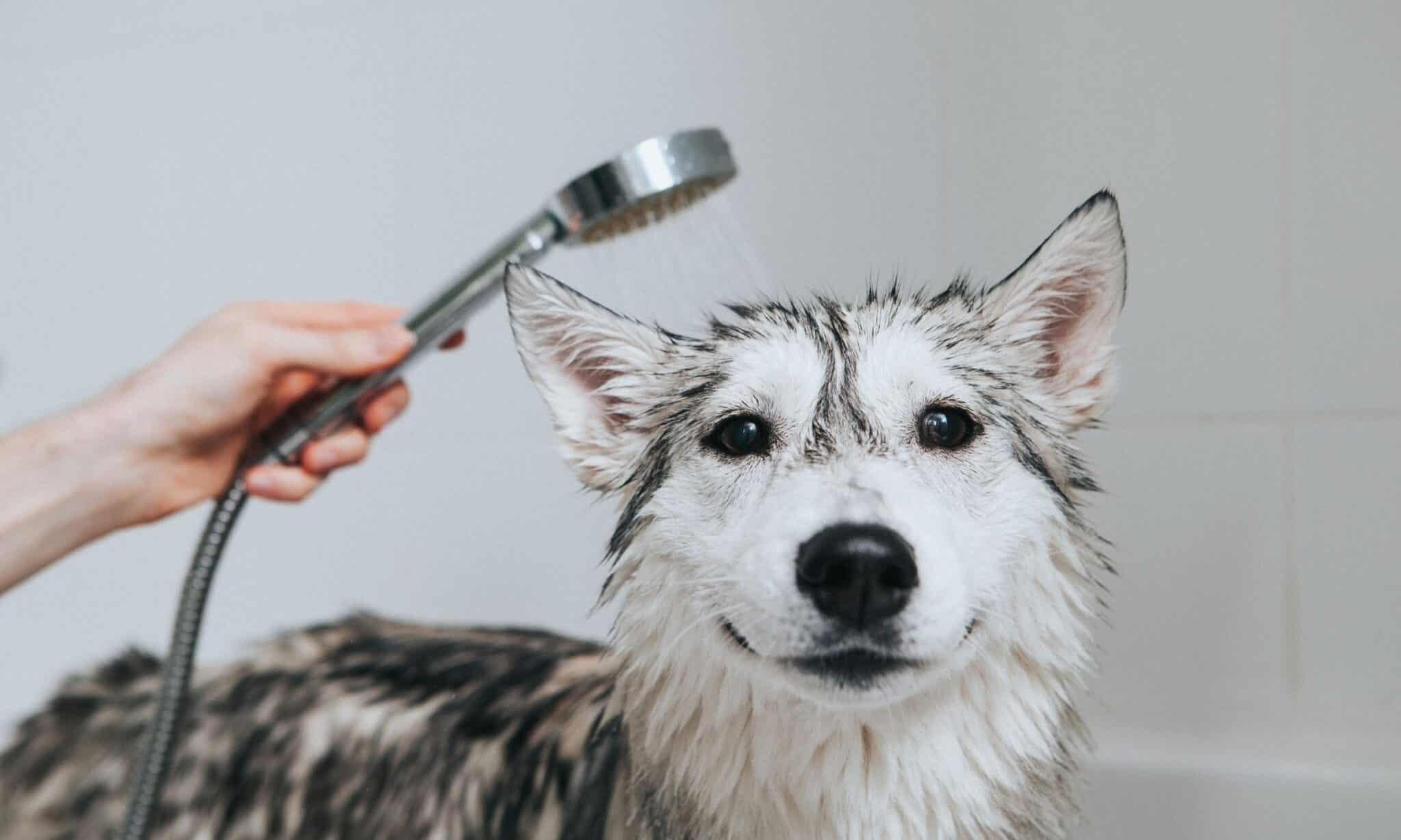 Tips On Washing Your Dog Properly The Dogington Post