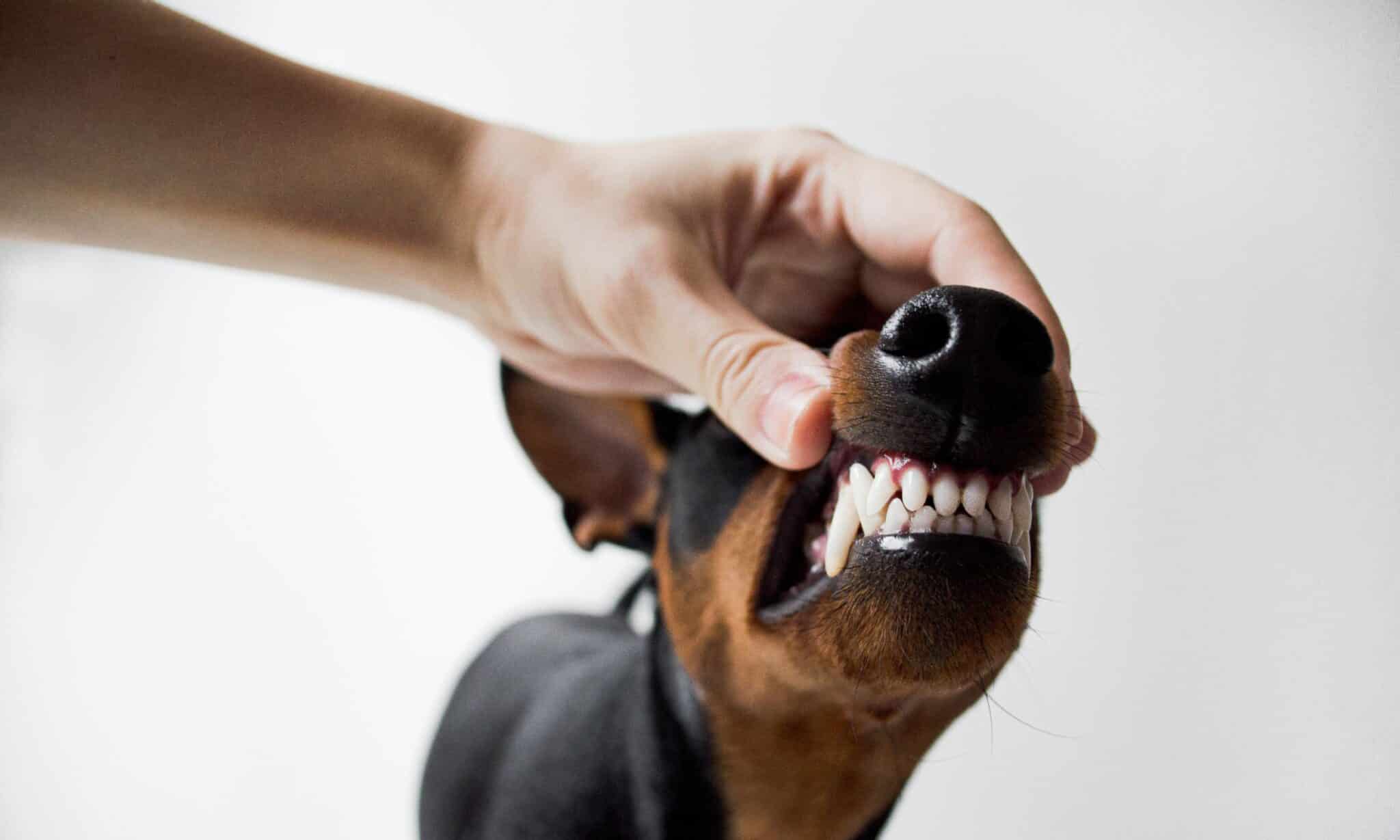 Dog Tooth Extraction Recovery Basic Reminders For Dog Owners The Dogington Post