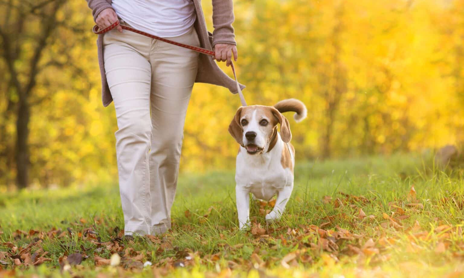 Tips for Training A Rescue Dog The Dogington Post