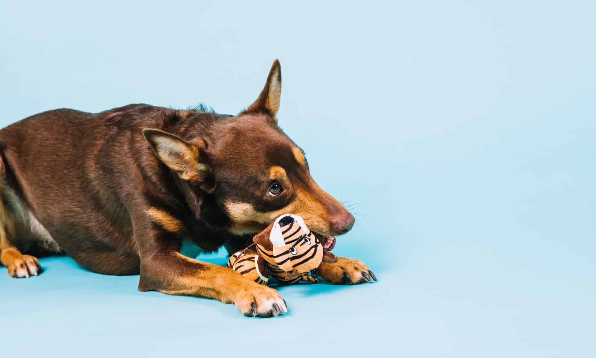 What Do Dogs Think Of Their Toys at Catalina Bourne blog