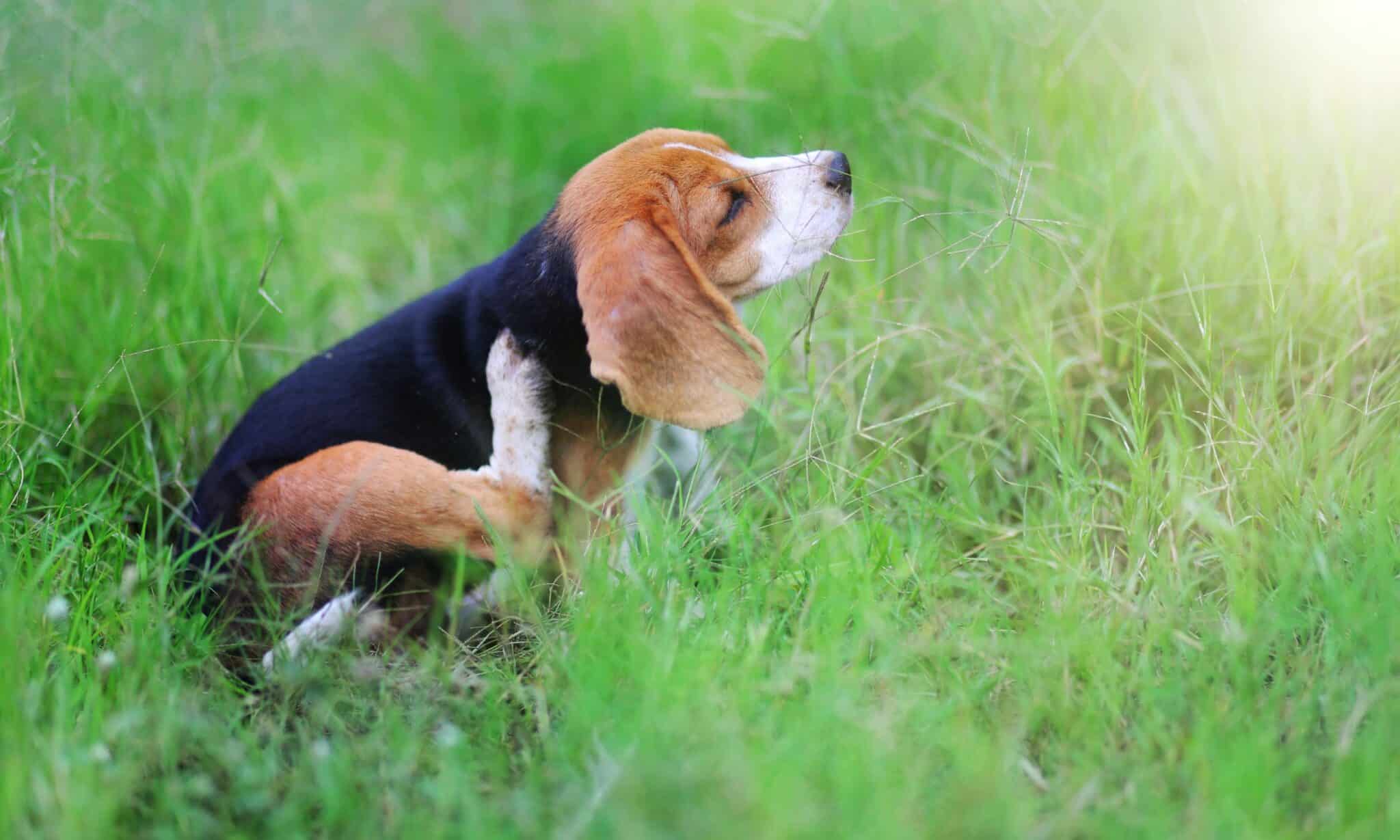 All About That Dog Itching The Dogington Post