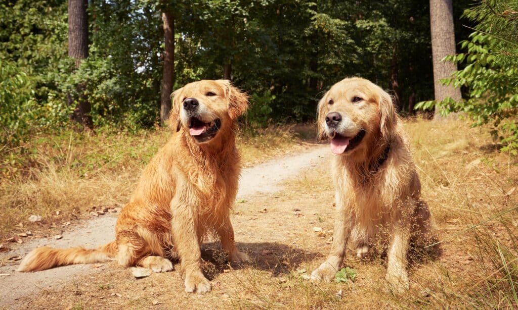 How To Stop Dog Fighting At Home