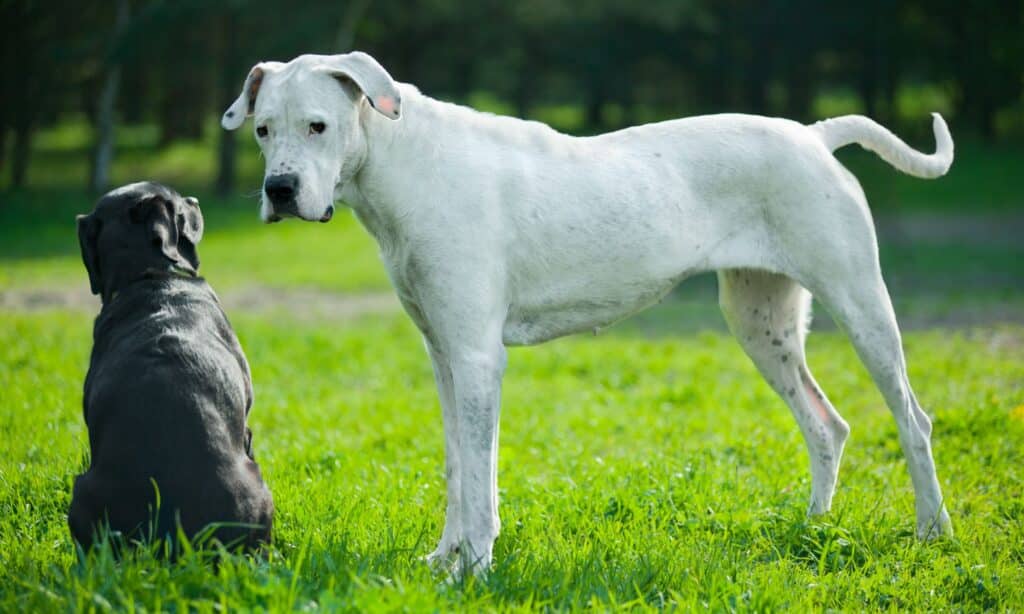 Choosing The Right Dog For You The Dogington Post