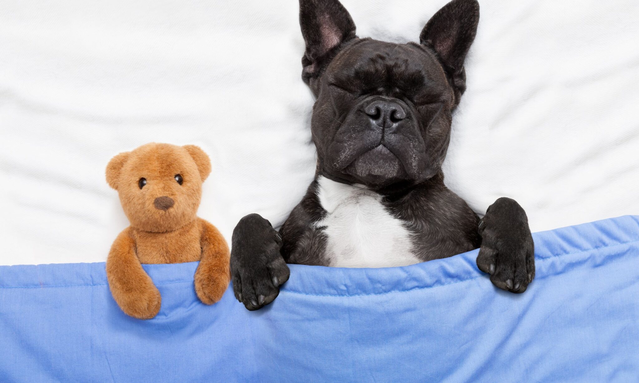 How To Stop Your Dogs From Barking At Night The Dogington Post