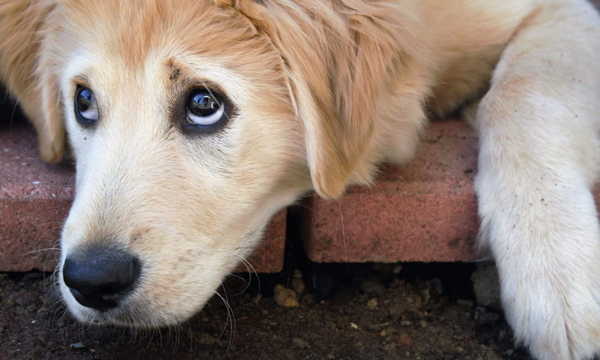 What Is A Dog Whale Eye? K9 Pie