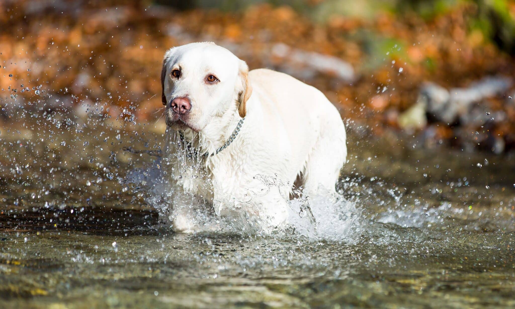 Top 5 Water Dog Breeds The Dogington Post