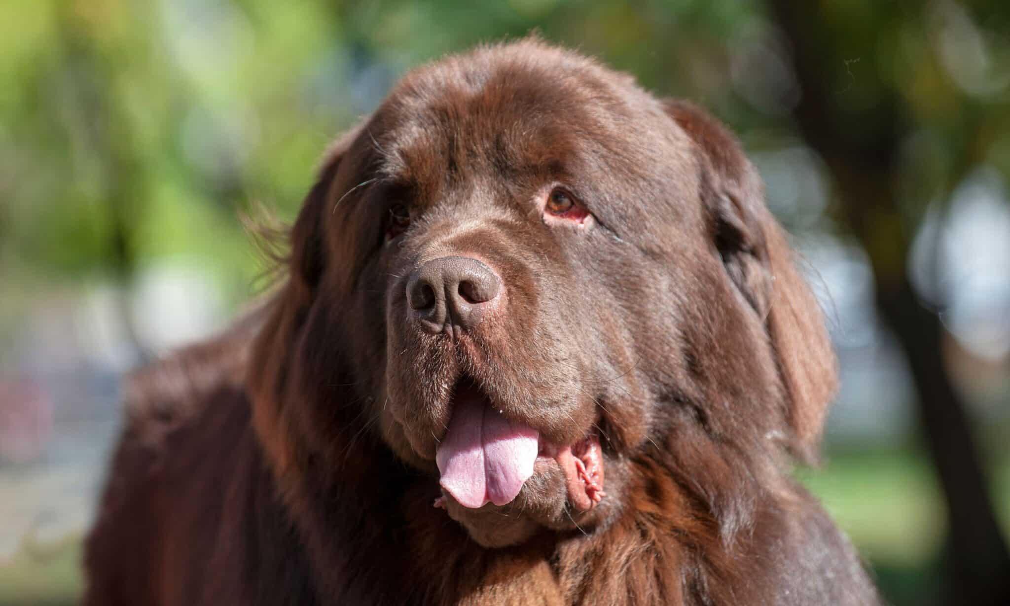 Top 5 Water Dog Breeds The Dogington Post