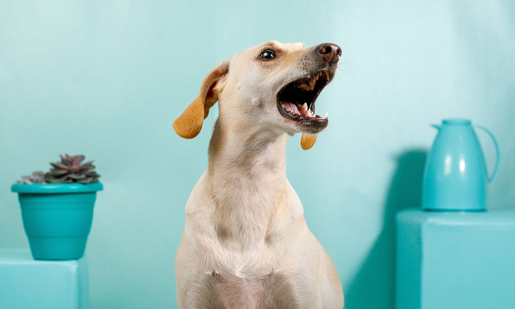 Why Do Dogs Bark? The Dogington Post
