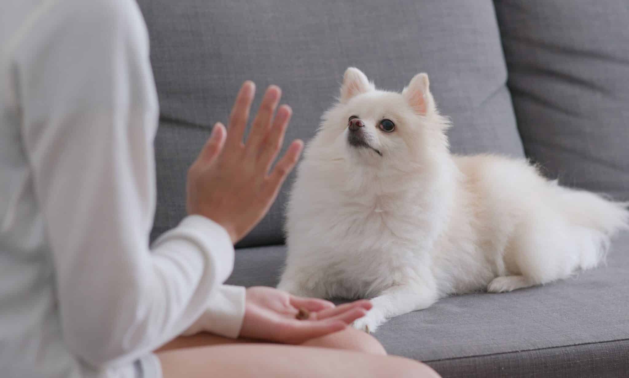 How To Stop Your Dog From Chewing On Wood? The Dogington Post