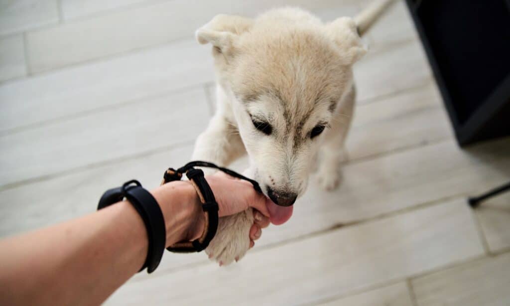 How To Stop Your Dog From Chewing On Wood? The Dogington Post
