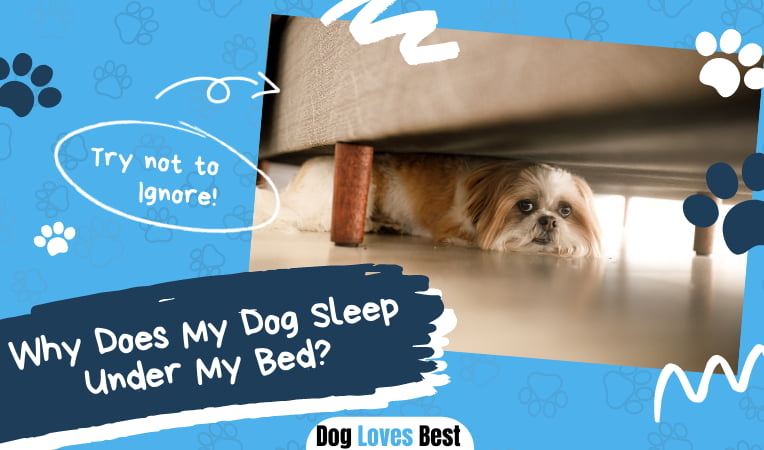 Why Does My Dog Sleep Under My Bed? Dog Loves Best