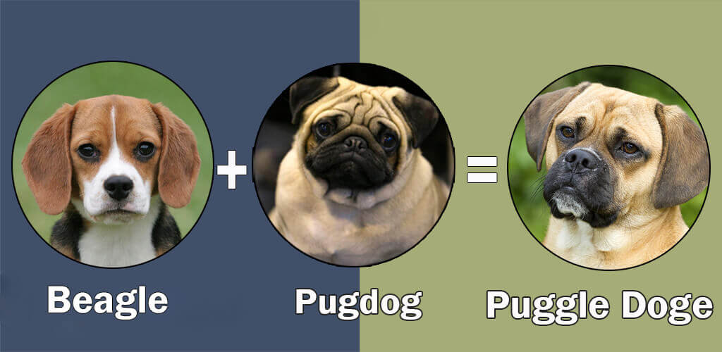 Pug Mixes 10 Cute And Healthy Pug Cross Breeds That Steal Your Heart