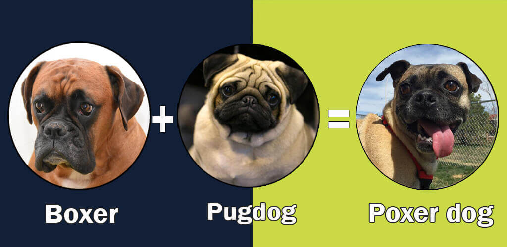 Pug Mixes 10 Cute And Healthy Pug Cross Breeds That Steal Your Heart