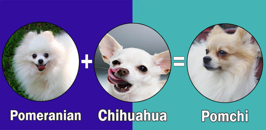 Top 10 Pomeranian cross breeds (Mix breeds) by