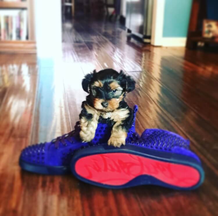 How Long Do Yorkies terriers usually Live? By