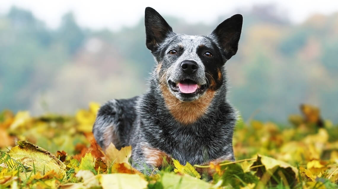 Blue Heeler (Australian cattle dog) personalities and Blue Heeler (Australian cattle dog) personalities and