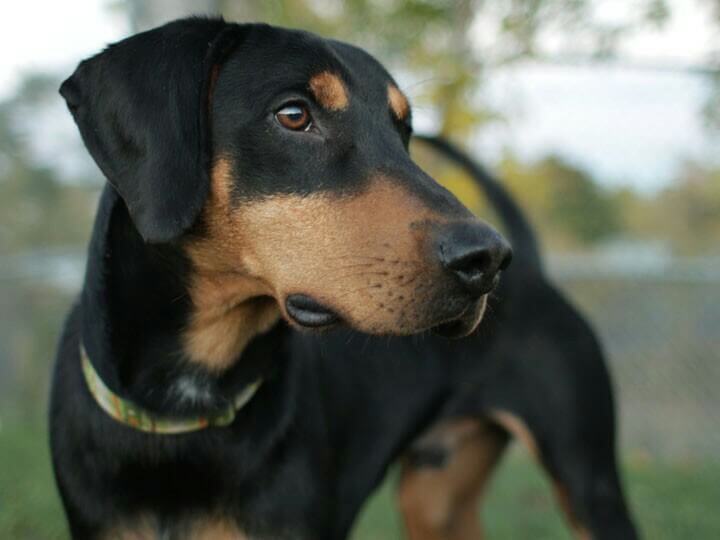 Top 10 Awesome Doberman Mix breeds (Cross breeds)
