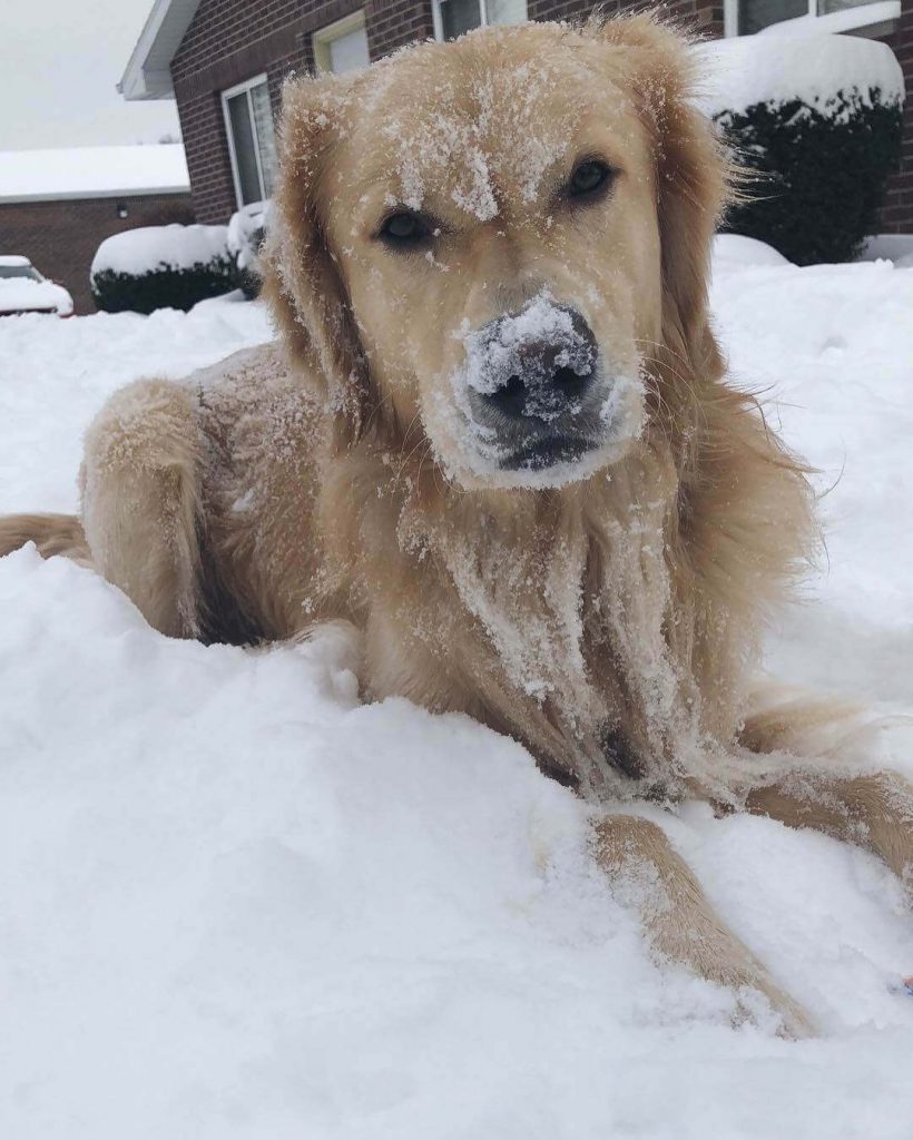 10 BEST FAMILY FRIENDLY DOGS IN THE WORLD