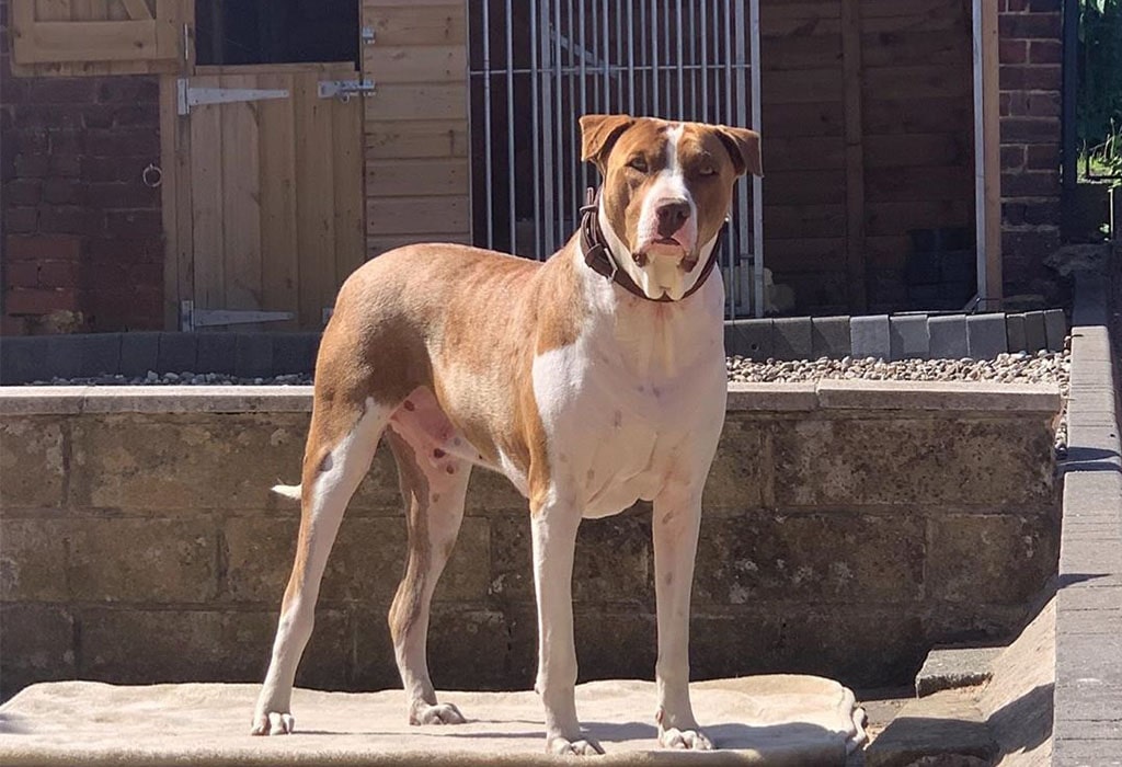 21 Best Guard Dog Breeds List of 2020