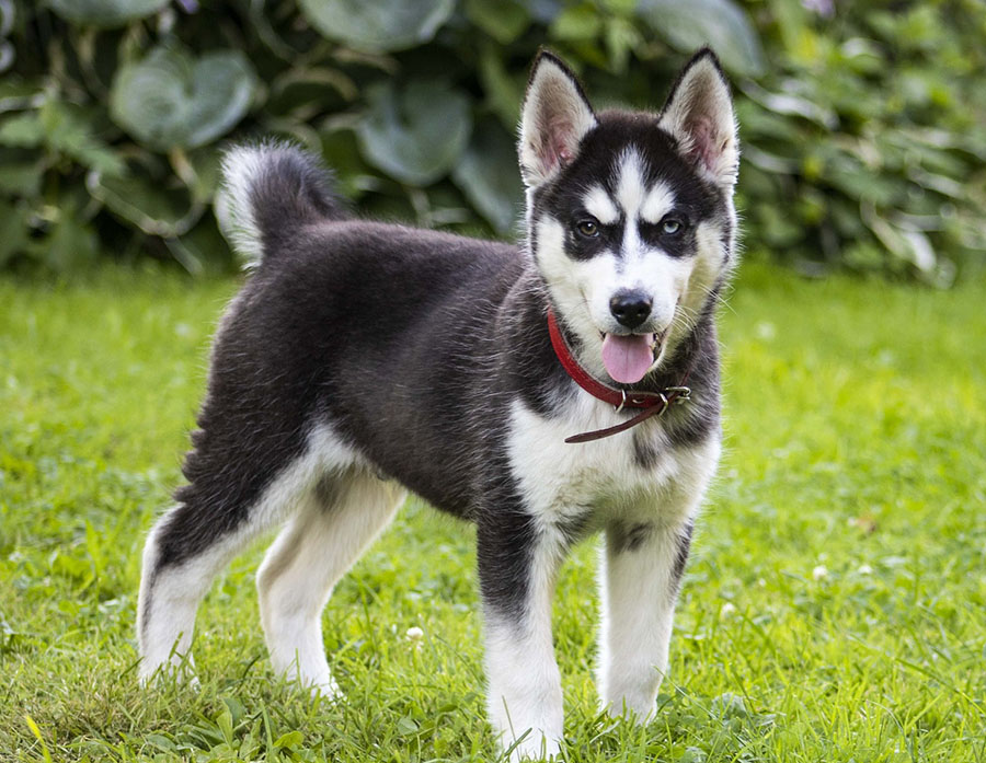German Shepherd Husky Mix (Shepsky) Puppy Guide