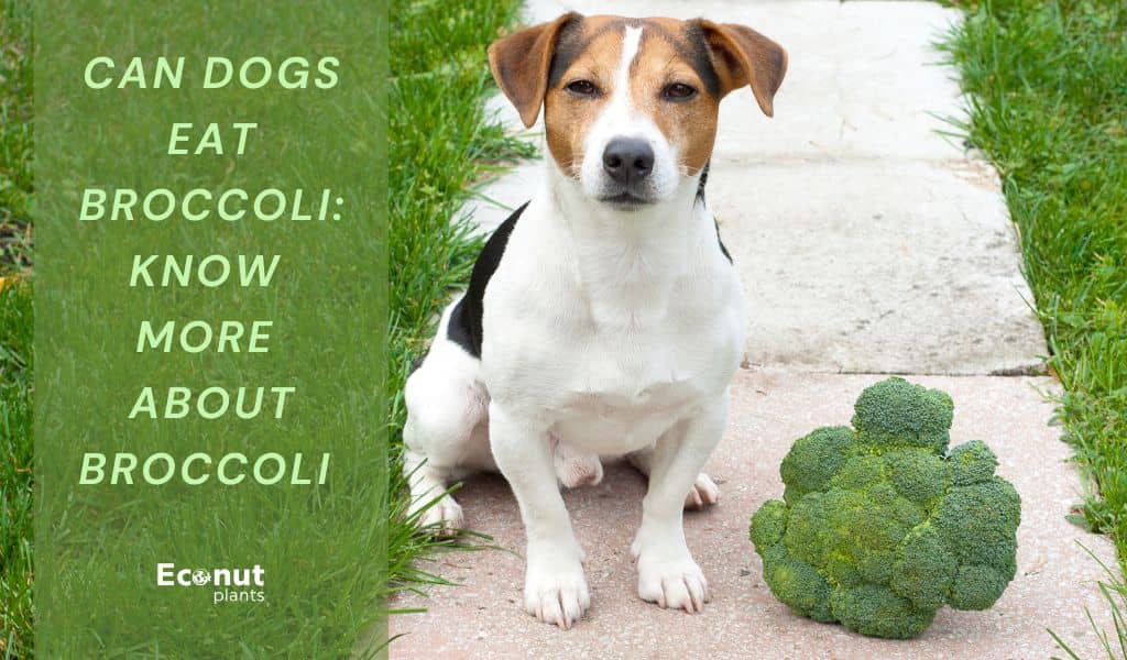 Can Dogs Eat Broccoli Know More About Broccoli Plant