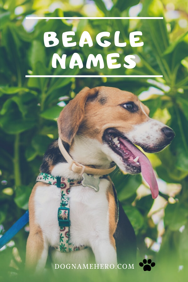 420+ Best Beagle Names You Will Absolutely Love