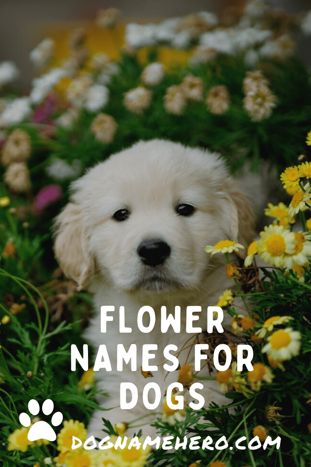 Girl Flower Names For Dogs Best Flower Site