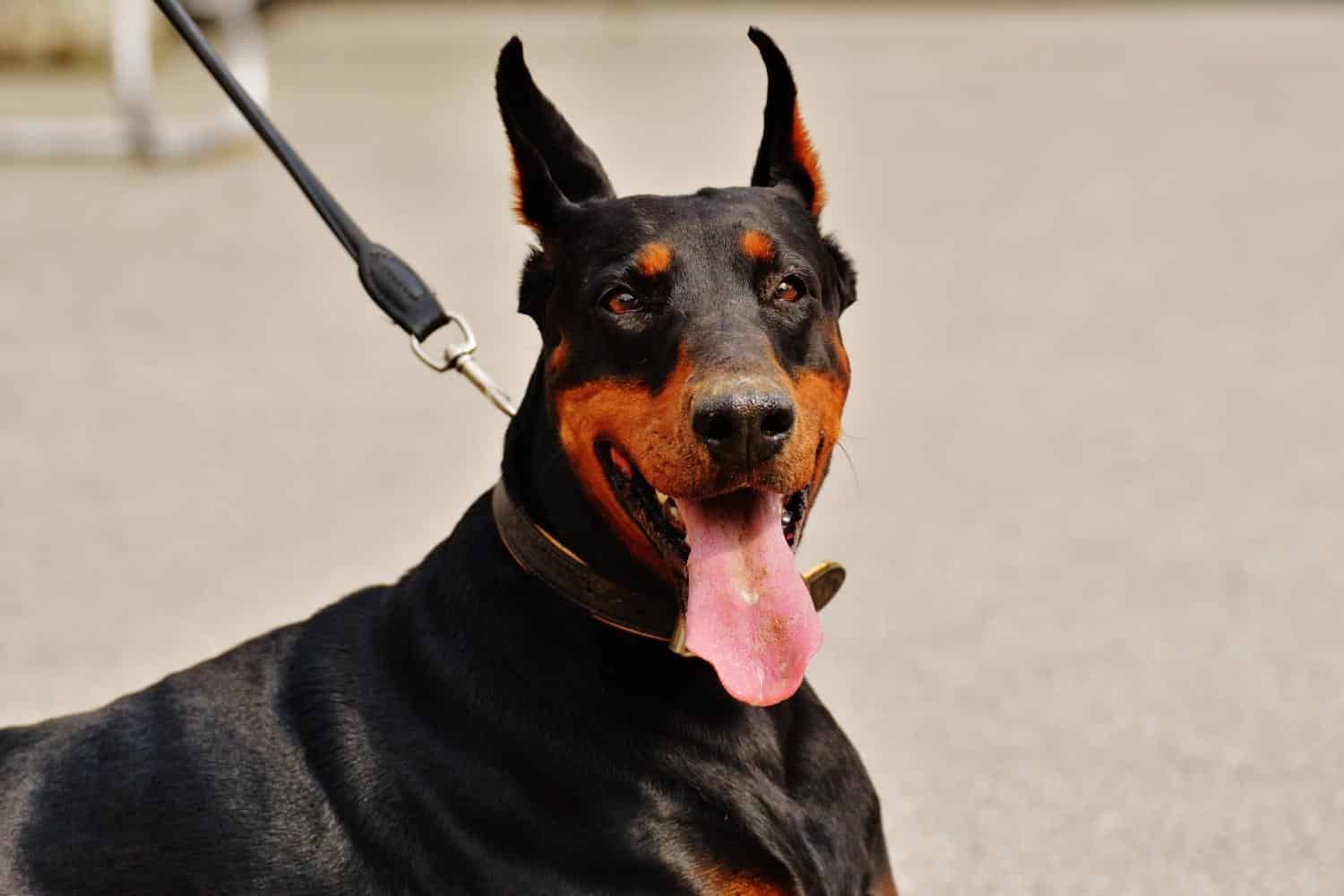 How to Make Doberman Ears Stand Up Without Cropping? DOG
