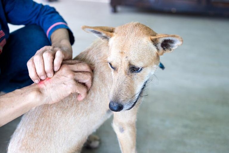 Why Does My Dog Flea Bite Me? DogNeedsBest