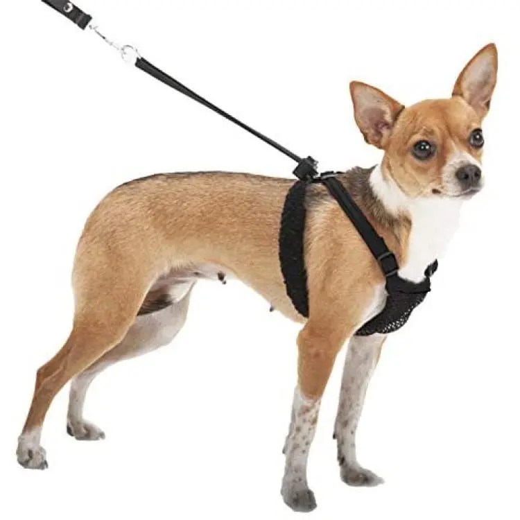 Do Dog Harnesses Encourage Pulling? Depends on Who You Ask DogNerdly
