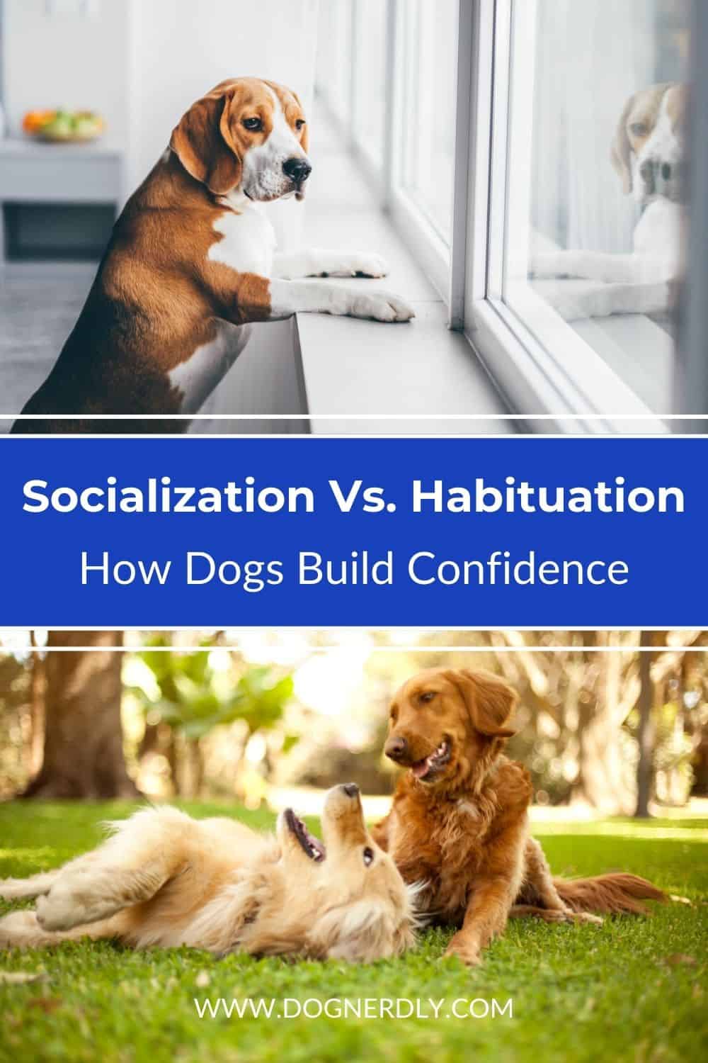 Socialization vs Habituation 2 Ways Dogs Build Confidence DogNerdly