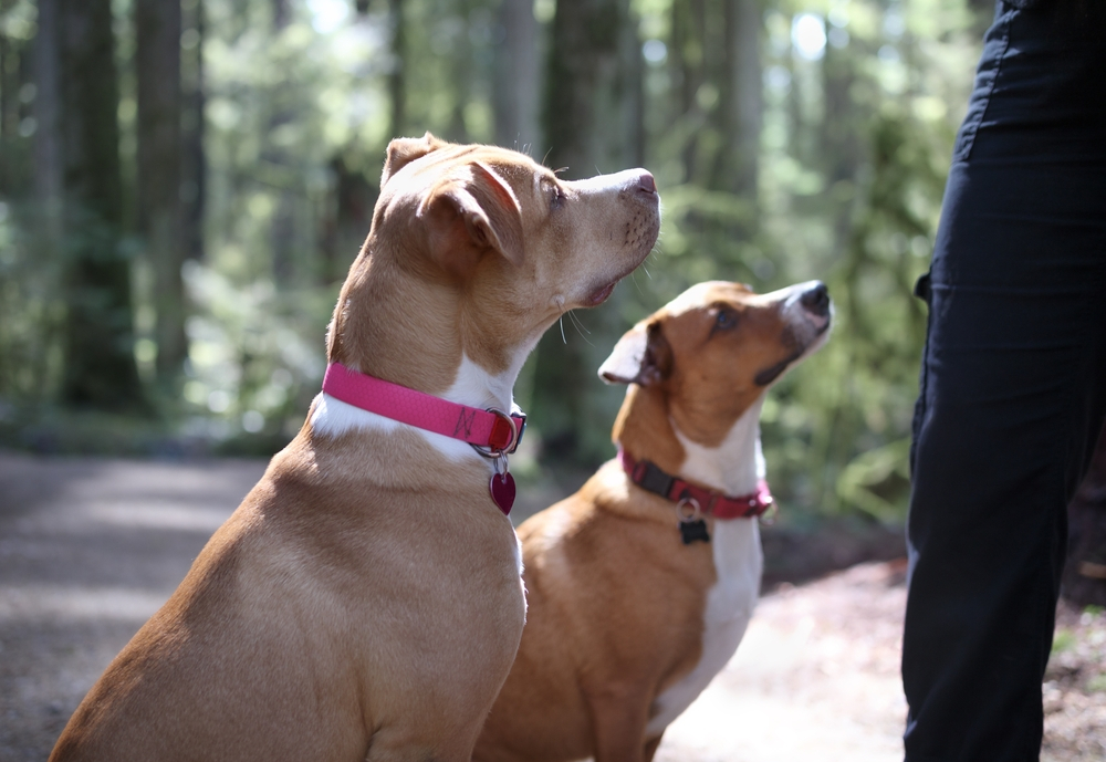Everything You Must Know About OffLeash Training For Dogs DognPooch