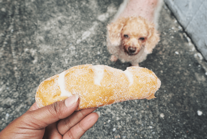Can Dogs Eat Bread? Understanding the Risks and Benefits