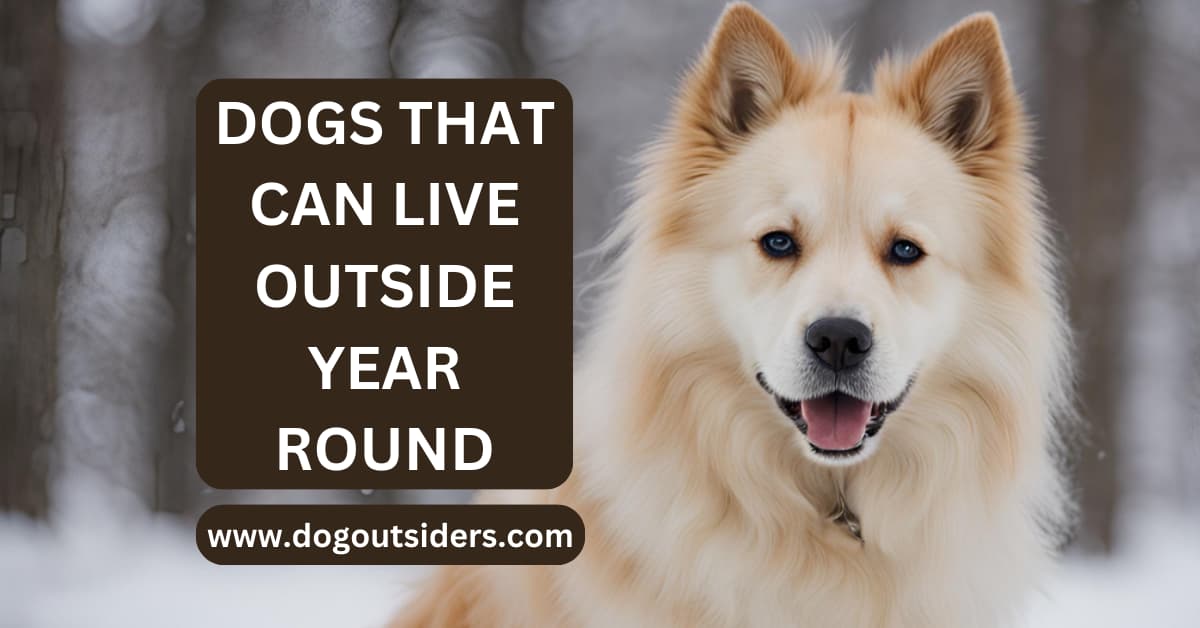 Dogs That Can Live Outside Year Round Top 10 Hardy Breeds Dog Outsiders