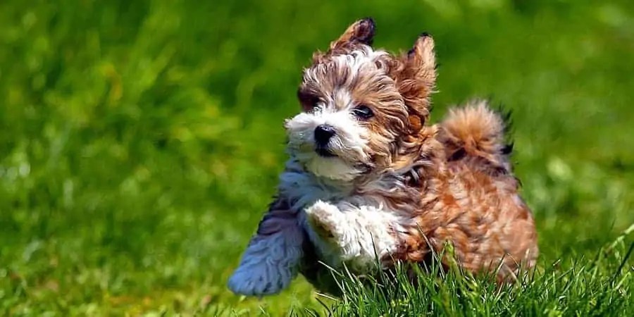 What are the Best Small Dogs for Kids and Families? (Some are so Cute)