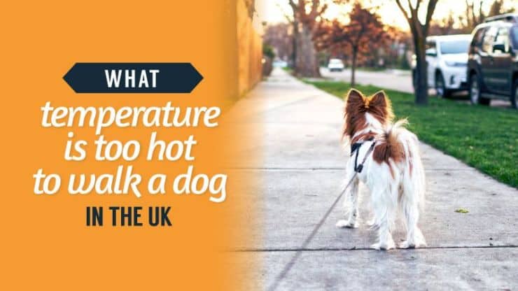 What Temperature Is Too Hot To Walk A Dog In The UK?