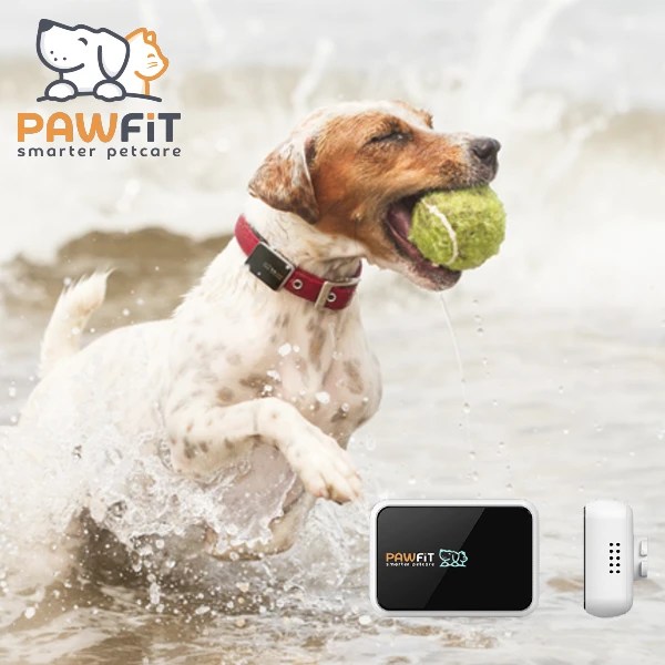 Discover The Best GPS Dog Tracker Never Loose Your Dog Again Dog Owner