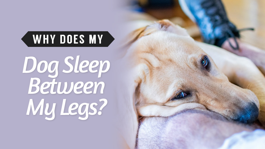 Why Does My Dog Sleep Between My Legs (Is It Good Or Bad)