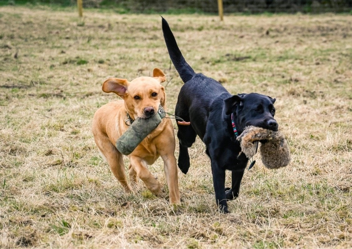 Zoomies Aberdeen Dog Parks Near Me