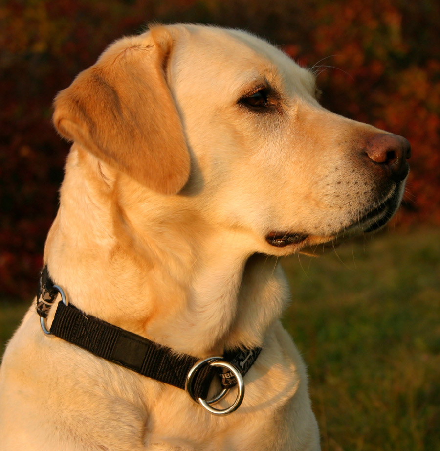 Thursday, February 4th, 2016 DogPerDay Cute puppy pictures, dog