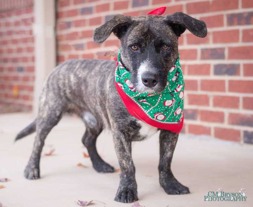 DeVito the Terrier, Basset Hound Mix